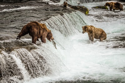 水上的棕熊瀑布